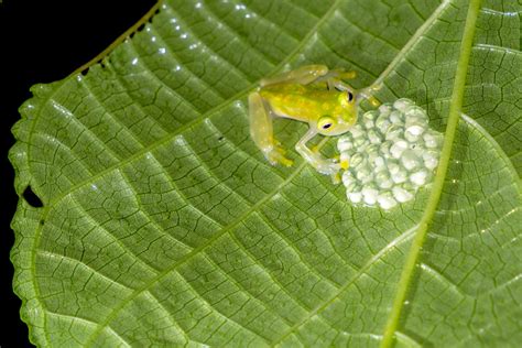 Glass frog | Habitat, Size, & Facts | Britannica