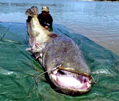 Mekong Giant Catfish – "OCEAN TREASURES" Memorial Library