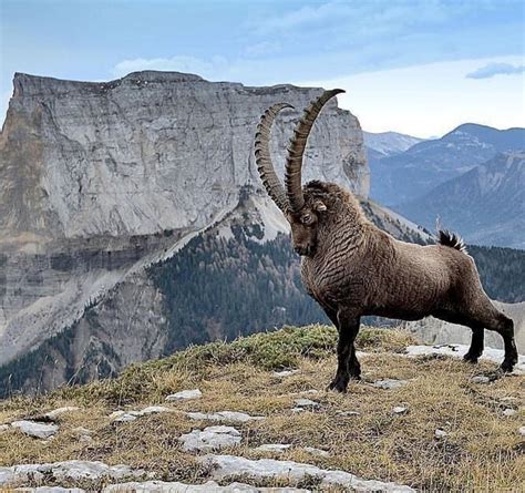 Ibex in the French Alps | Unusual animals, Majestic animals, Animal ...