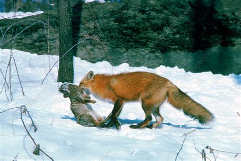 Red Fox with rabbit prey - Stock Image - Z932/0383 - Science Photo Library