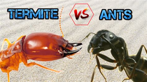 Termites Vs Ants War