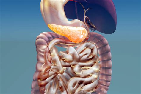 What are Digestive Enzymes and What Do They Do?