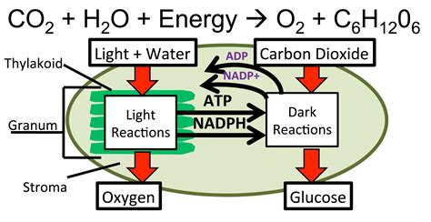 photosynthesis – MrKubuske.com