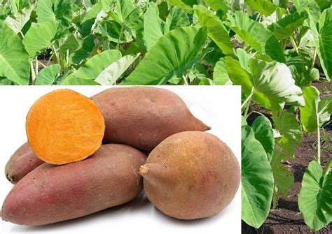 Growing YAM, Cultivation Practices For Beginners | Asia Farming