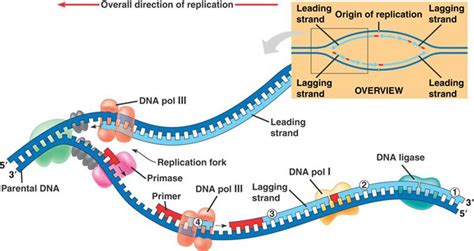 Diagram Explaining Dna Replication