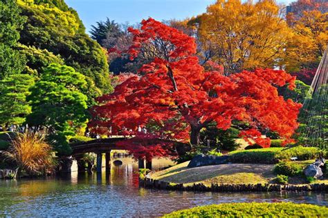 Dónde disfrutar de los mejores paisajes otoñales en Tokio