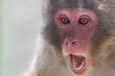 Funny monkey | High-Quality Animal Stock Photos ~ Creative Market