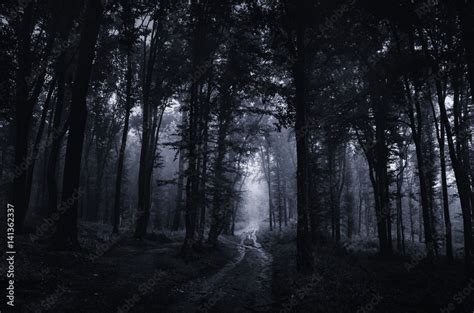 Night in scary dark forest. Surreal Halloween landscape Stock Photo ...