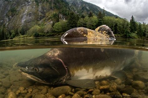 Melting Glaciers May Produce Thousands of Miles of New Pacific Salmon ...