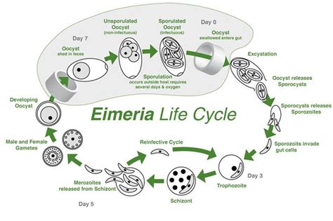 Coccidiosis life cycle | Bearded dragon, Life cycles, Life