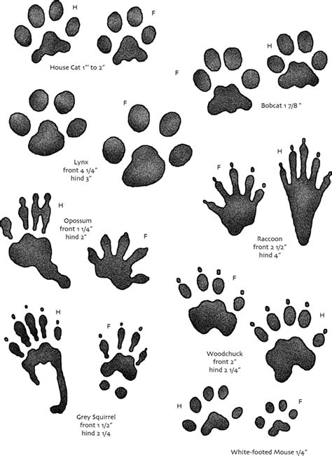 Paw clipart lynx, Paw lynx Transparent FREE for download on ...