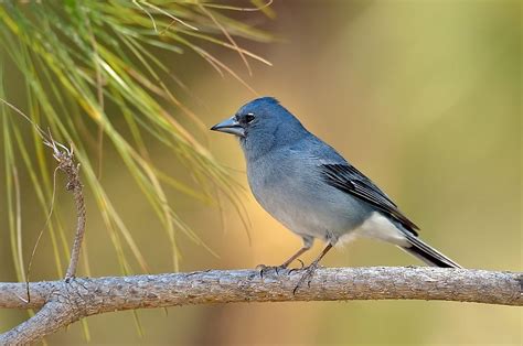 The Unique Animals Of The Canary Islands - WorldAtlas