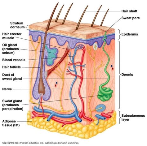 Label Skin Structure Diagram Skin Human Anatomy Ls Touch Org