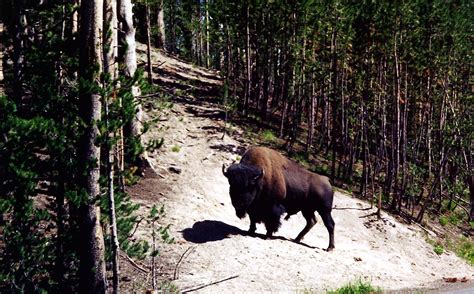 Yellowstone Buffalo | Rustic Images | Foundmyself