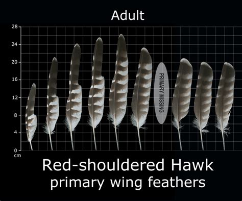 The Feather Atlas - Feather Identification and Scans - U.S. Fish and ...