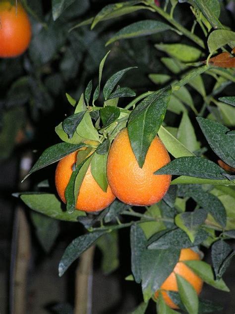 Red Limes: Most Cold Hardy Limes for zone 8 - Ask The Green Genie