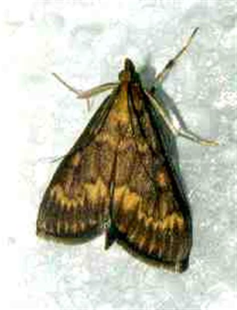 Maryland Biodiversity Project - European Corn Borer Moth (Ostrinia ...