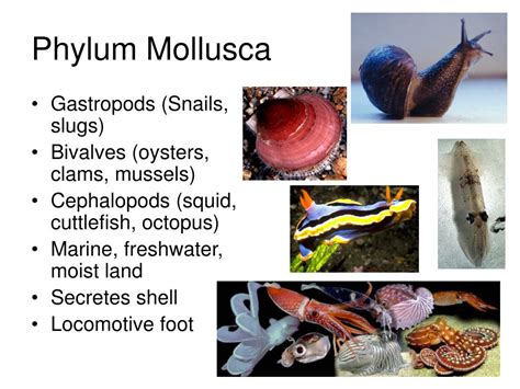 PPT - Phylum Mollusca PowerPoint Presentation, free download - ID:1398067