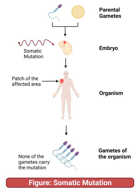 Somatic Mutation- Definition, Causes, Outcomes, Diseases