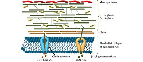 Schematic overview of fungal cell wall composition. The fungal cell ...