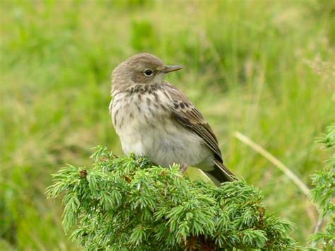 Meadow Pipit Bird Facts (Anthus pratensis) | Birdfact