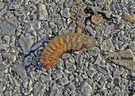 From the mailbag – Who’s that large dead insect on the driveway? Green ...