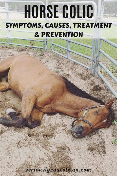 Horse Colic – Symptoms, Causes, Treatment & Prevention - Seriously ...