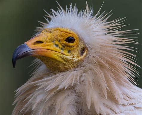 Egyptian Vulture | San Diego Zoo Safari Park