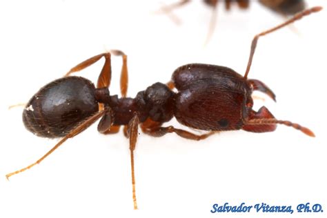 Hymenoptera-Formicidae-Pheidole-Big headed Ants (I) - Urban Programs ...