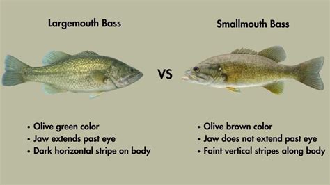 Largemouth Vs Smallmouth Bass Differences Explained