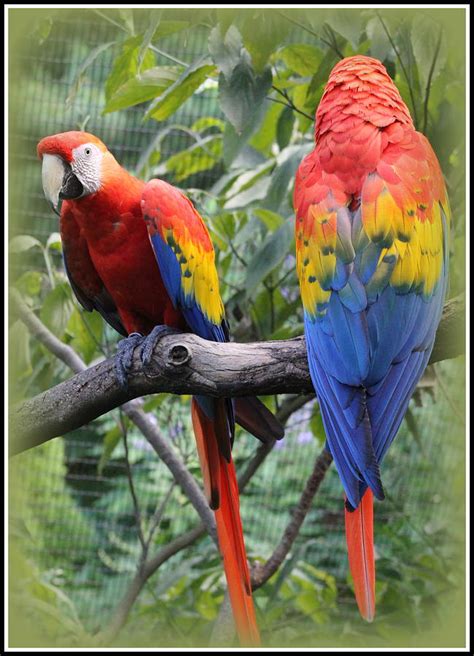 Brazilian Parrots Photograph by Dora Sofia Caputo