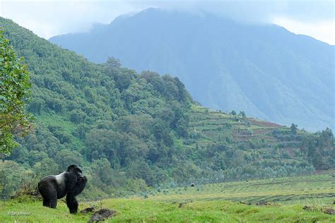 Mountain Gorilla Earns Photo Award