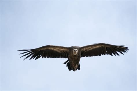 Tibetan Sky Burial and Other Funarel Practices - Wonders of Tibet