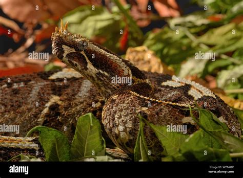 Rhinoceros viper (bitis nasicornis) hi-res stock photography and images ...