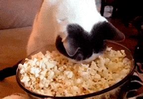 I Am This Cat Eating GIF - Find & Share on GIPHY