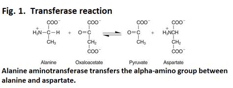 Botany, Bugs and Bunkum: F@%&ing enzymes, how do they work?!