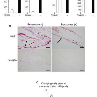 Benzonase did not affect the diversity of digested calvarial cells ...