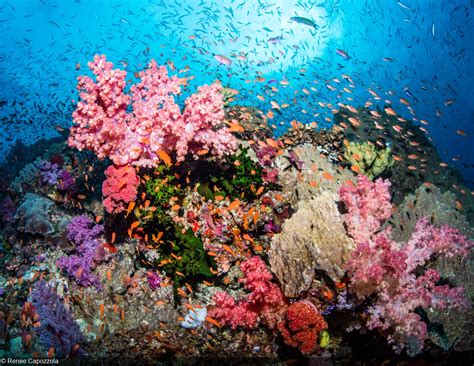 A Virtual Journey Through Some of the World’s Best Coral Reefs