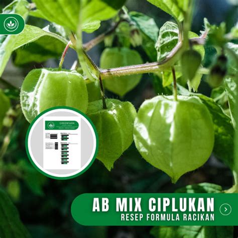 Jual Resep AB Mix Ciplukan Formula Racikan Nutrisi Pupuk Buah Ciplukan ...