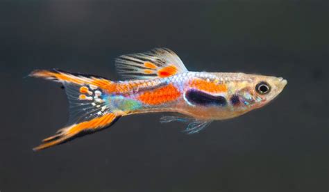 Endler Guppy (Poecilia wingei) - Tetra Aquaristik Blog