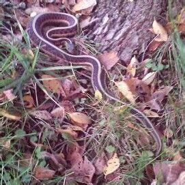 Garter snake in the Kaw River Valley, Lawrence, Kansas October 2014 ...