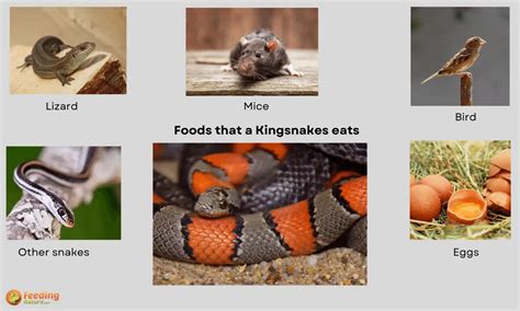 What Do Kingsnakes Eat [Year-Round Food Habits] - Feeding Nature