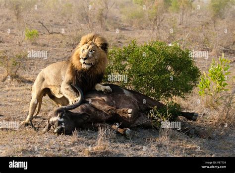 Lion hunting buffalo hi-res stock photography and images - Alamy