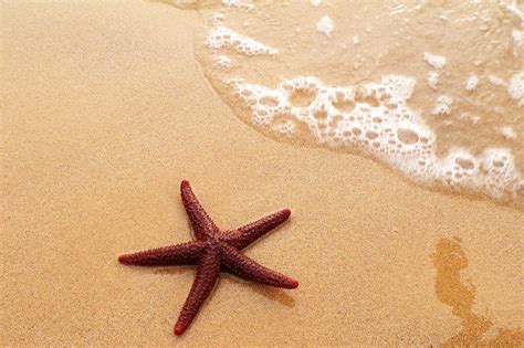 Starfish Wallpapers - Wallpaper Cave