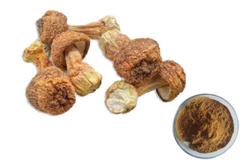 Agaricus Blazei Extract | Agaricus Blazei Extract Supplier