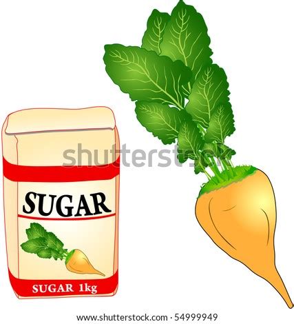 Sugar Beet - Vector - 54999949 : Shutterstock