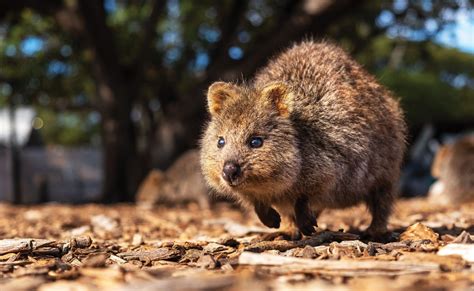 Quokka selfies: why we need to look beyond the smile - Australian ...