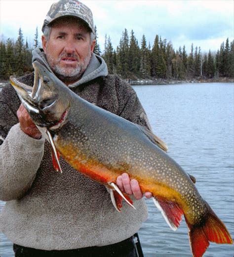 Tiger Habitat: Brook Trout Habitat