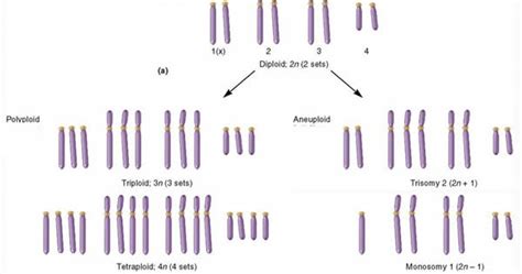 Polyploidy: Causes, Types And Significance Online Science, 44% OFF