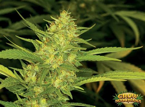 California Indica Seeds - Strain Review | Grow-Marijuana.com